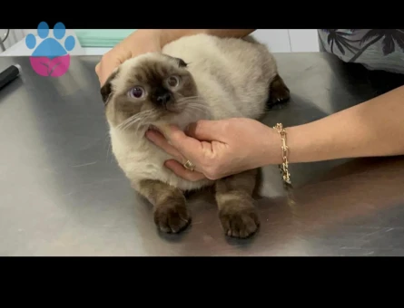 Scottish Fold 1 Yaşında Uzun Tüylü Öncelikli