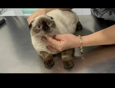 Scottish Fold 1 Yaşında Uzun Tüylü Öncelikli - 118963608