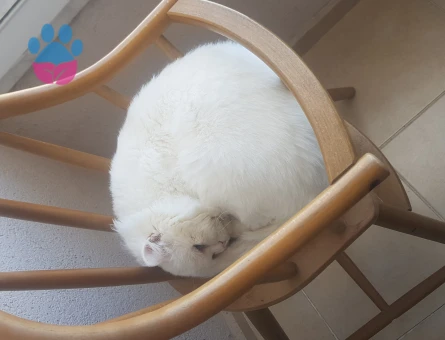 İran Kedisi Alfa Eş Arıyor