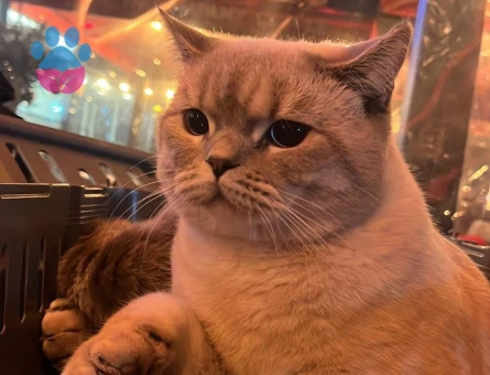 British Shorthair 1 yaşında eş arıyor