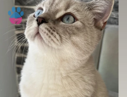 British Shorthair 1 yaşında eş arıyor