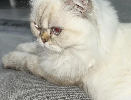 British Longhair Kızıma Eş arıyorum 1,5 yaşında - 118975444