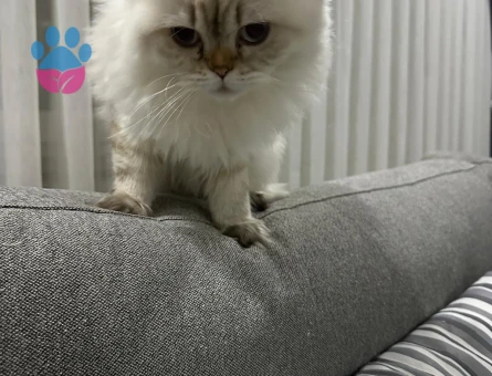 British Longhair Kızıma Eş arıyorum 1,5 yaşında