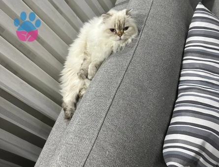 British Longhair Kızıma Eş arıyorum 1,5 yaşında