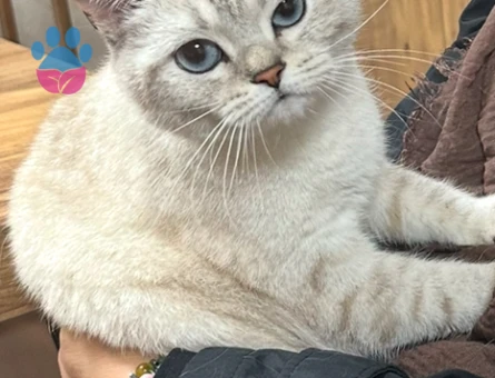 Dişi kedime golden erkek kedi arıyorum