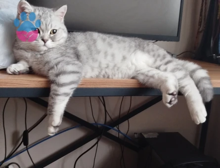 British Shorthair Silver