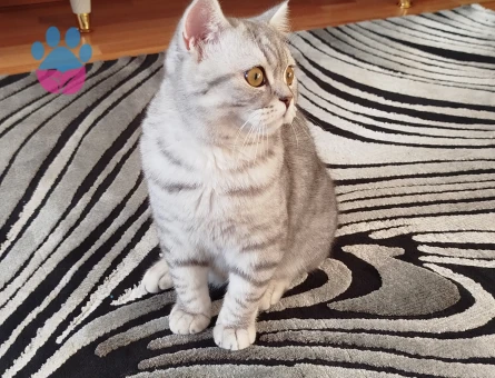 British Shorthair Silver