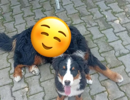 Bernese - 118975464