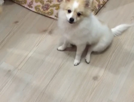 Dişi pomeranian spitz - 118975467