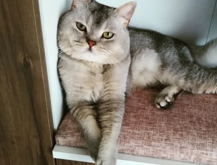 Merkür british shorthair - 118975468
