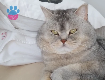 Merkür british shorthair