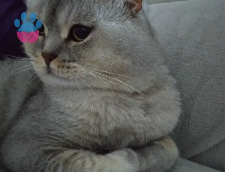 Merkür british shorthair