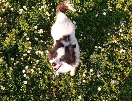 Bordor Collie Köpeğime Eş Arıyorum - 118975469