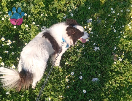 Bordor Collie Köpeğime Eş Arıyorum