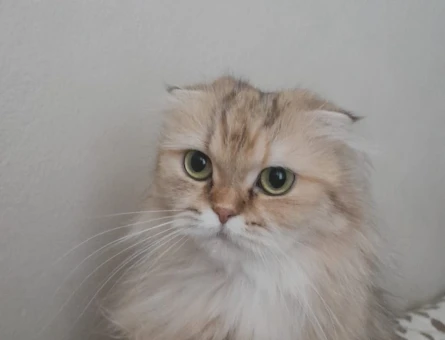 Chincilla kızımıza eş arıyoruz - 118975475
