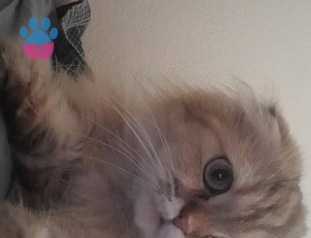 Chincilla kızımıza eş arıyoruz