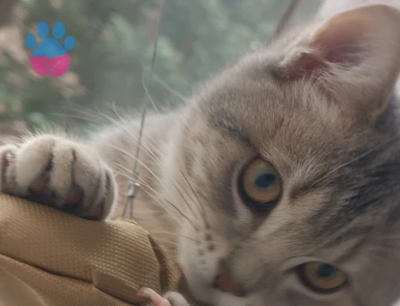 Dişi kedi arıyoruz