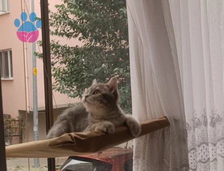 Dişi kedi arıyoruz