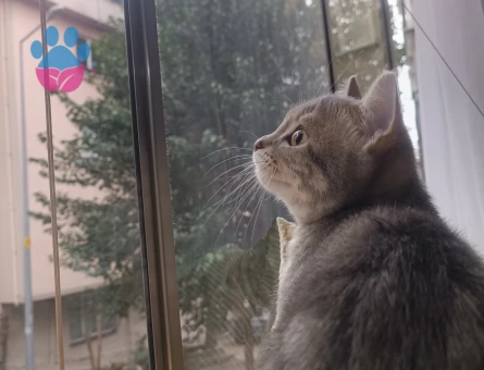 Dişi kedi arıyoruz