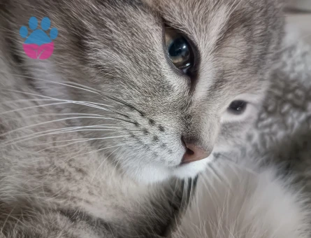 Dişi kedi arıyoruz