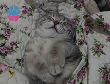 Dişi kedi arıyoruz