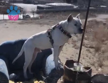 Oğluma aynı ırk eş arıyorum