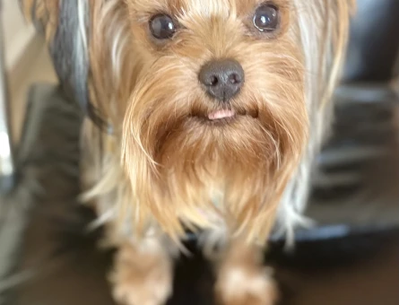 Yorkie - 118975488