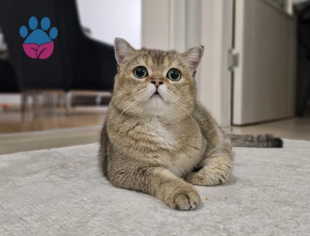 Briish Shorthair Oğlumuza Eş Arıyoruz