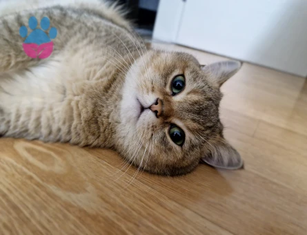 Briish Shorthair Oğlumuza Eş Arıyoruz