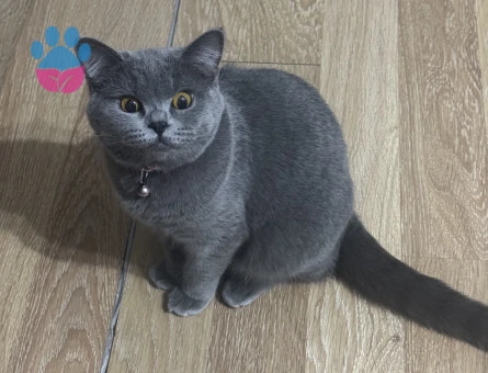 KEDİME ACİL ERKEK EŞ ARIYORUM