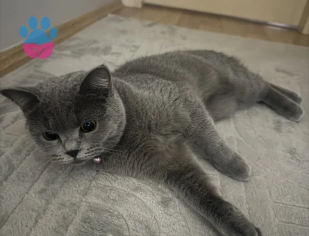 KEDİME ACİL ERKEK EŞ ARIYORUM