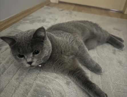 KEDİME ACİL ERKEK EŞ ARIYORUM - 118982848