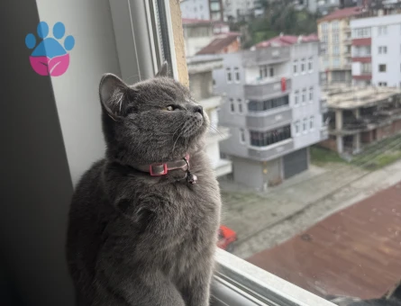 KEDİME ACİL ERKEK EŞ ARIYORUM