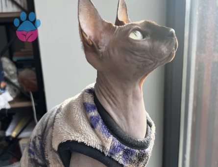 Dişi sfenks kedime eş arıyorum 3 yaşında