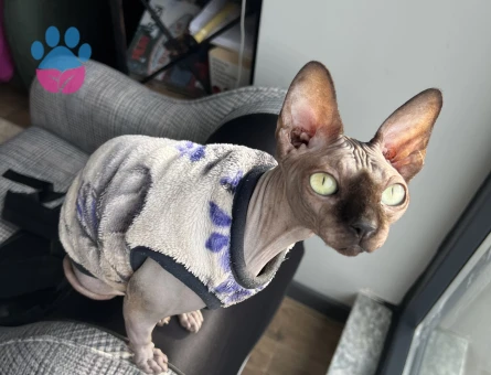 Dişi sfenks kedime eş arıyorum 3 yaşında