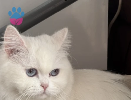 Dişi İran kedisi 1 Yaşında Eş Arıyor