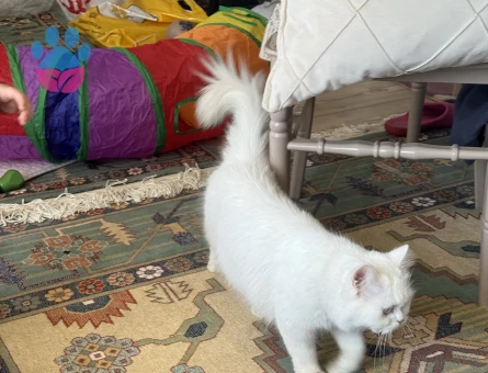 Dişi İran kedisi 1 Yaşında Eş Arıyor