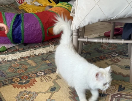 Dişi İran kedisi 1 Yaşında Eş Arıyor - 118982850