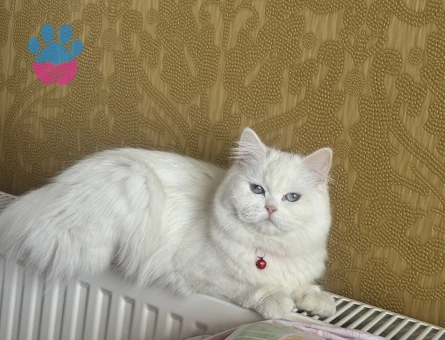 Dişi İran kedisi 1 Yaşında Eş Arıyor