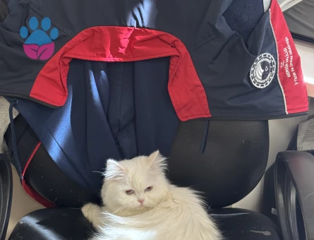 Dişi İran kedisi 1 Yaşında Eş Arıyor