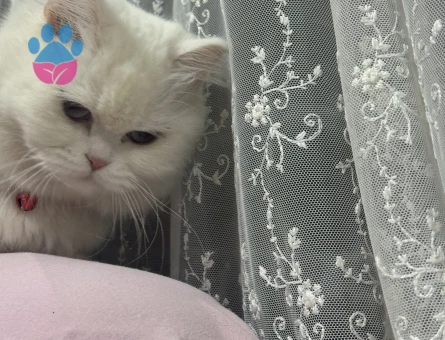 Dişi İran kedisi 1 Yaşında Eş Arıyor