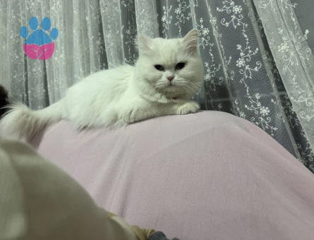 Dişi İran kedisi 1 Yaşında Eş Arıyor