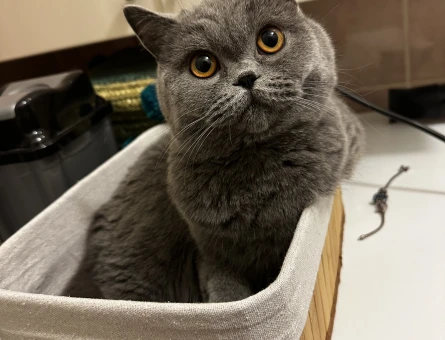 British Shorthair 1 Yaşında Eş Arıyor - 118982854