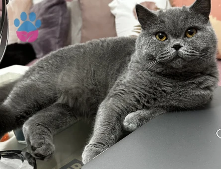 British Shorthair 1 Yaşında Eş Arıyor