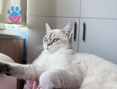 British Shorthair 11 Aylık Eş Arıyor