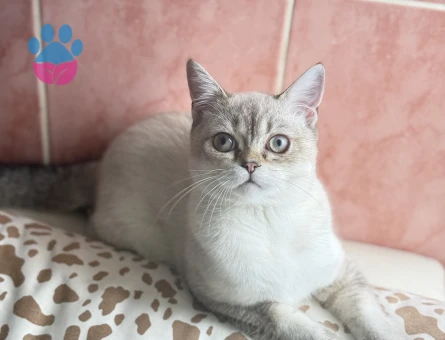 British Shorthair 11 Aylık Eş Arıyor