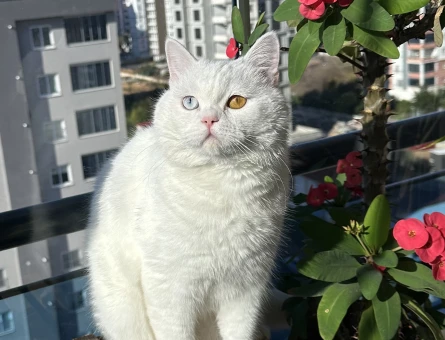 British Shorthair 1 Yaşında Eş Arıyor - 118982856