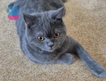 British Shorthair Oğlumuz gofrete eş arıyoruz