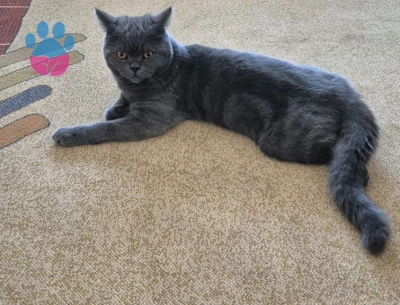 British Shorthair Oğlumuz gofrete eş arıyoruz