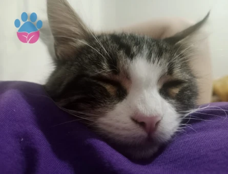 Tekir Kedime Eş Arıyorum